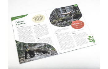 Дикие животные России № 20: Куница