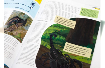 Выпуск №30: Жуки и пауки, Азиатский лесной скорпион Азиатский лесной скорпион