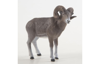 Дикие животные России № 37: Аргали