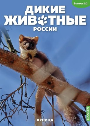 Дикие животные России № 20: Куница