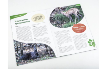 Дикие животные России № 19: Кабарга