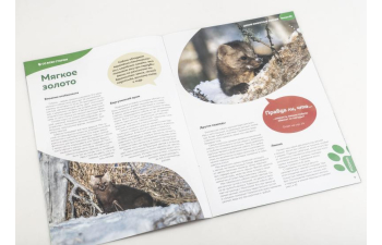 Дикие животные России № 30: Соболь