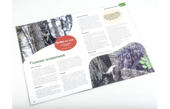 Дикие животные России № 19: Кабарга