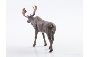 Дикие животные России № 11: Лось (только вложение)