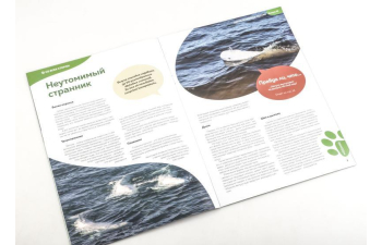 Дикие животные России № 33: Белуха