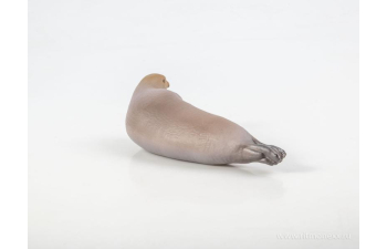 Дикие животные России № 28: Морской заяц (только вложение)