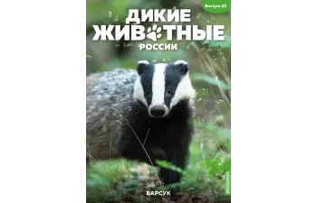 Дикие животные России № 22: Барсук