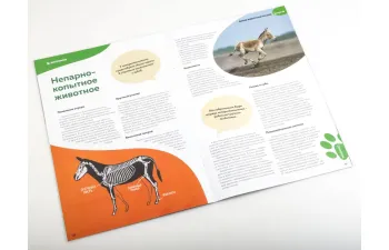 Дикие животные России № 25: Кулан