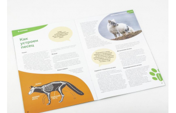 Дикие животные России № 18: Песец