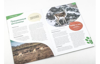 Дикие животные России № 17: Джейран