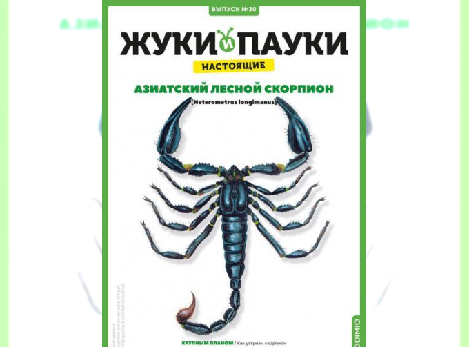Выпуск №30: Жуки и пауки, Азиатский лесной скорпион Азиатский лесной скорпион