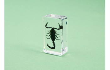 Выпуск №30: Жуки и пауки, Азиатский лесной скорпион Азиатский лесной скорпион