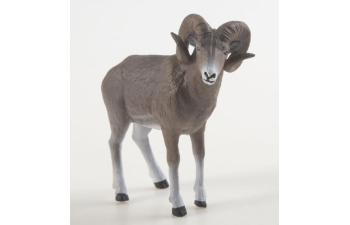 Дикие животные России № 37: Аргали