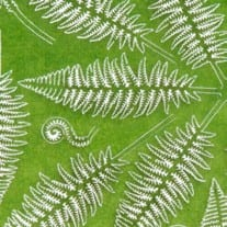 Fern