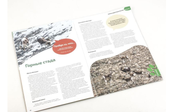 Дикие животные России № 37: Аргали