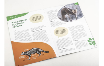 Дикие животные России № 30: Соболь