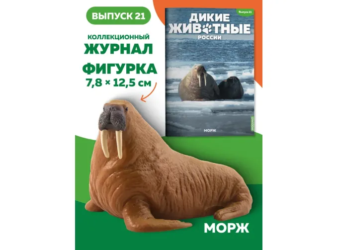 Дикие животные России № 21: Морж