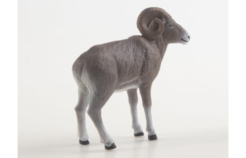 Дикие животные России № 37: Аргали