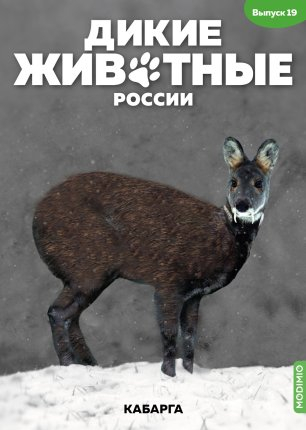 Дикие животные России № 19: Кабарга