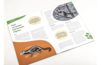 Дикие животные России № 36: Харза