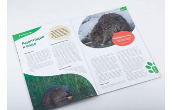 Дикие животные России № 8: Бобр