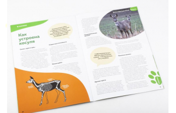 Дикие животные России № 14: Косуля