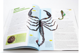 Выпуск №30: Жуки и пауки, Азиатский лесной скорпион Азиатский лесной скорпион