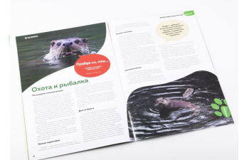 Дикие животные России № 13: Выдра