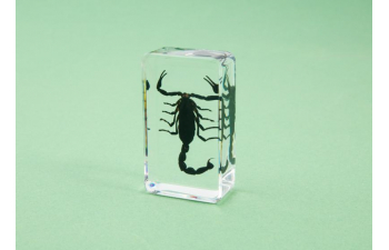 Выпуск №30: Жуки и пауки, Азиатский лесной скорпион Азиатский лесной скорпион