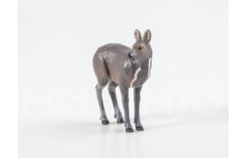 Дикие животные России № 19: Кабарга