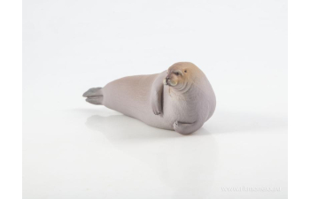 Дикие животные России № 28: Морской заяц (только вложение)