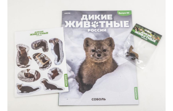 Дикие животные России № 30: Соболь