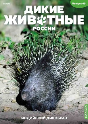 Дикие животные России № 45: Индийский дикобраз
