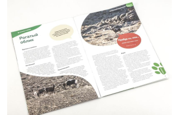 Дикие животные России № 37: Аргали