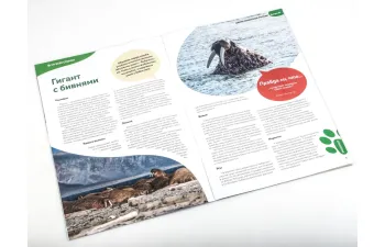 Дикие животные России № 21: Морж