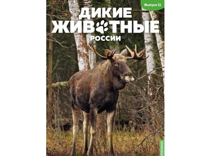 Дикие животные России № 11: Лось