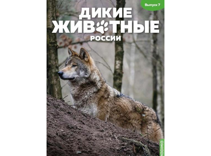 Дикие животные России № 7: Волк
