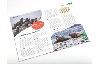 Дикие животные России № 21: Морж