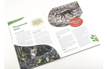 Дикие животные России № 32: Шакал