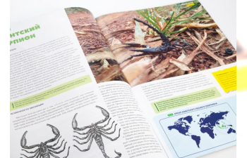 Выпуск №30: Жуки и пауки, Азиатский лесной скорпион Азиатский лесной скорпион