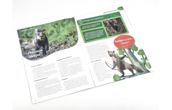 Дикие животные России № 20: Куница