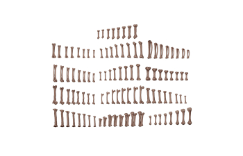 3D-печать BASING BITS Человеческие кости / Human Bones