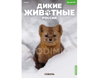 Дикие животные России № 30: Соболь
