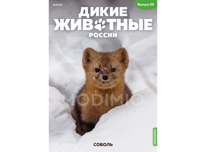 Дикие животные России № 30: Соболь