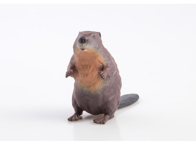 Дикие животные России № 8: Бобр (только вложение)