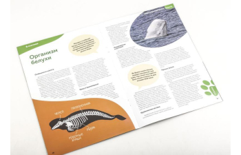 Дикие животные России № 33: Белуха