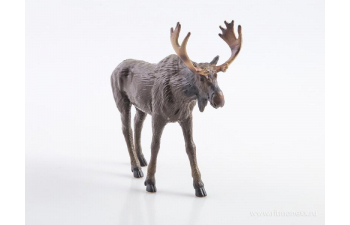 Дикие животные России № 11: Лось (только вложение)